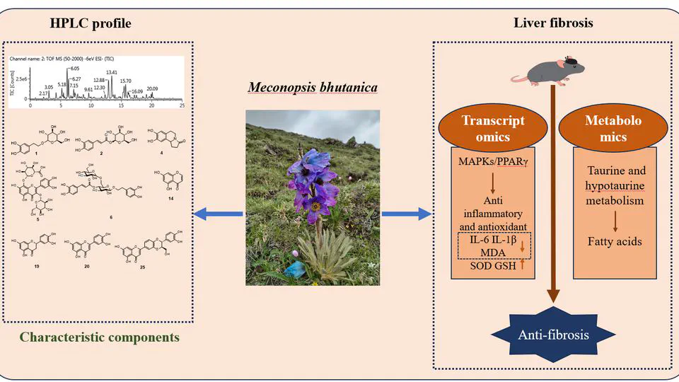 Meconopsis bhutanica alleviates liver fibrosis throughMAPKs/PPARy signaling and taurine and hypotaurine metabolismpathway:Insights from Transcriptomic and Metabolomic analyses 
