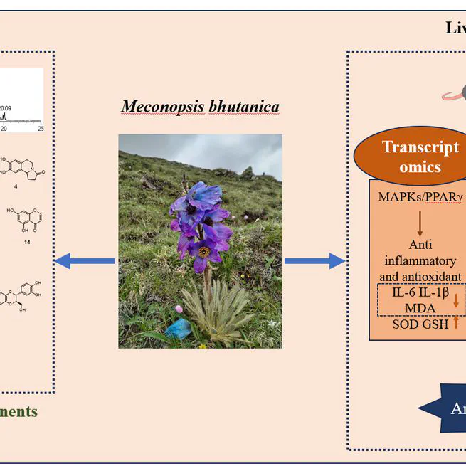 Meconopsis bhutanica alleviates liver fibrosis throughMAPKs/PPARy signaling and taurine and hypotaurine metabolismpathway:Insights from Transcriptomic and Metabolomic analyses 