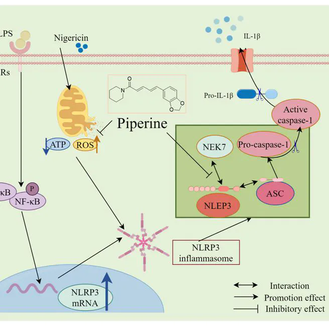 Piperine targets the NACHT domain to disrupt NLRP3-NEK7interaction and alleviate inflammatory diseases